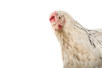 close-up view of beautiful white hen looking at camera isolated on white