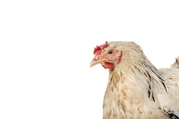 close-up view of beautiful white hen isolated on white