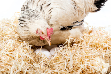 close-up view of white hen sitting on nest with eggs isolated on white