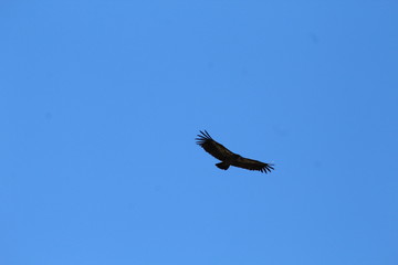 Vuelo a la libertad