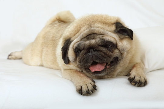 Pug dog resting in bed