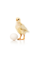 close-up view of adorable little chicken with egg isolated on white