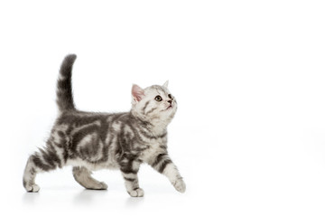 cute grey fluffy kitten walking and looking up isolated on white