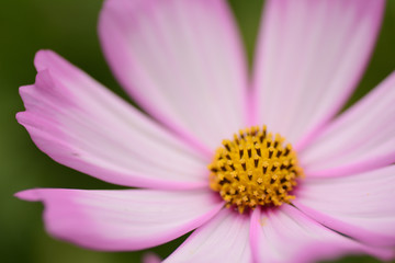 Fototapeta premium 2018 HK Flower Show