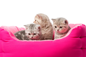 cute little fluffy kittens sitting in pink cat bed isolated on white