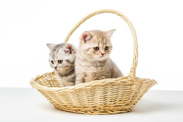 Fototapeta na wymiar adorable fluffy kittens sitting in wicker basket on table top