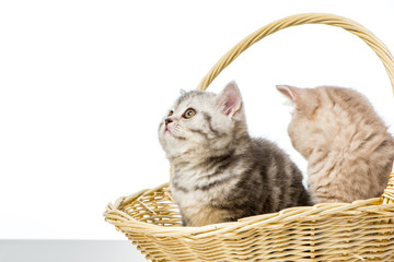 Fototapeta na wymiar adorable little kittens sitting in wicker basket isolated on white