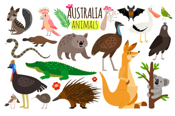 Australian animals. Vector animal icons of Australia, kangaroo and koala, wombat and ostrich emu