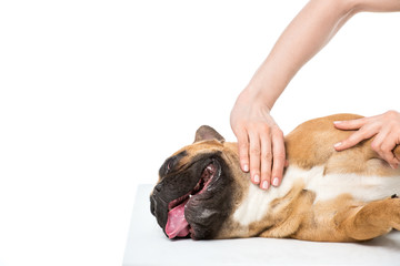 cropped shot of veterinarian examining french bulldog isolated on white
