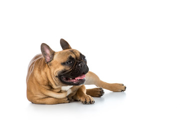 close up view of cute french bulldog isolated on white