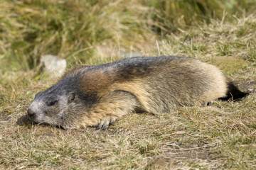 Murmeltier (Marmota marmota) liegt auf einer Wiese,  Österreich