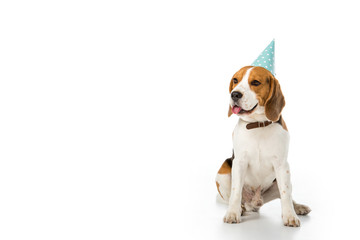 beagle dog in party cone sticking tongue out isolated on white