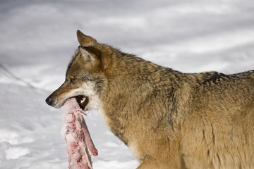 Wolf Canis lupus) mit einem Knochen in der Schnauze,  Nationalpark Bayerischer Wald
