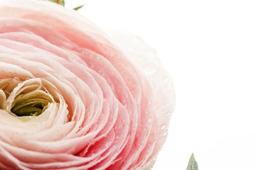 Pink Ranunculus Flower with Water Drops on Petals