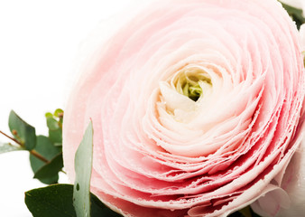 Pink Ranunculus Flower with Water Drops on Petals