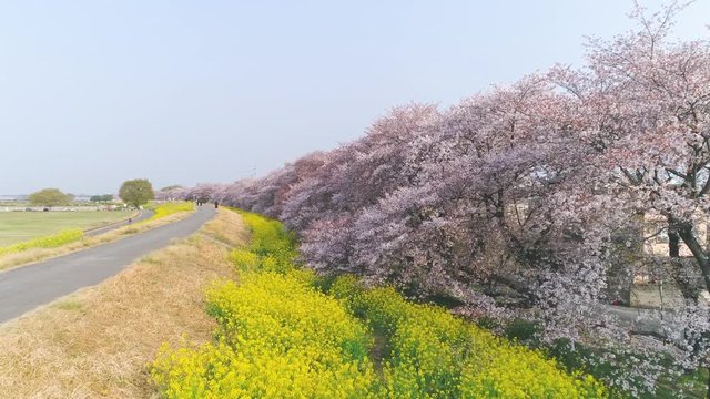 桜・4K