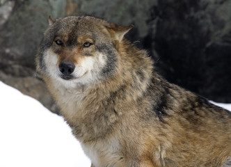 Naklejka na ściany i meble Wolf, Portrait, Nationalpark Bayerischer Wald