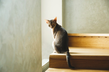 cat breed Abyssinian sitting on the stairs near the window