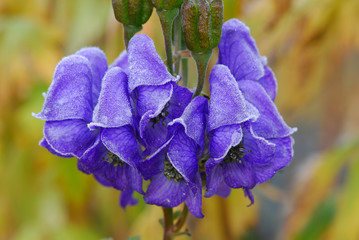 Raureifbedeckte Blüte des Blauen Eisenhuts