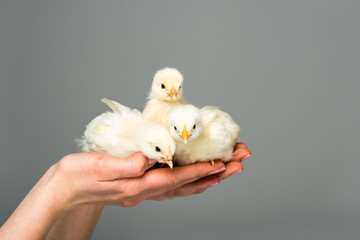 partial view of woman holding cute little chicks in hands isolated on grey