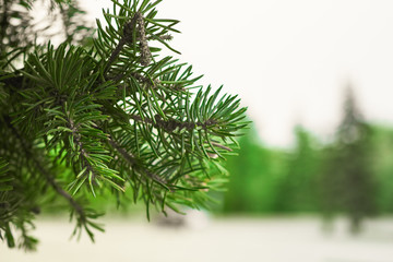 Obraz premium branch of a Christmas tree, green on a foreground. in summer.