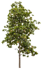 isolate tree on white background