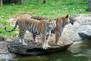 Fototapeta na wymiar close up tiger near river