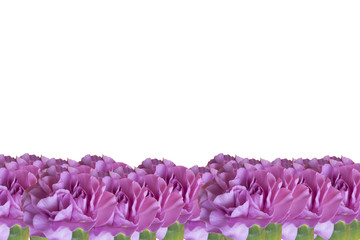 Carnation Mother's Day