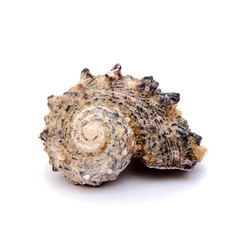 Shell on white background