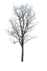 isolate tree with white background
