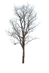 Obraz premium isolate tree with white background