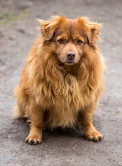 Closeup of beautiful, red dog sitting on the road