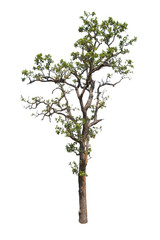 isolate tree with white background
