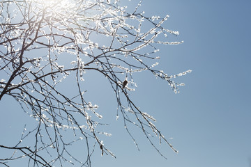 Frosty tree branches on a sunny winter day.