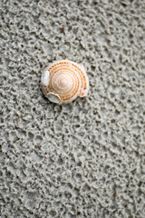 seashell on the beach