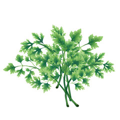 Illustration of a green parsley bunch isolated on white background.