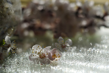 Flowers of apricot cherry close-up on a sparkling background of water.  Very soft selective focus.
