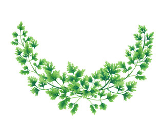 Semicircle wreath of parsley leaves and branches isolated on white background. © radionastya