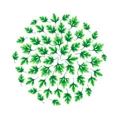 Illustration of a Ball of parsley leaves isolated on white background. Inside the empty space.