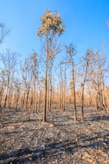 The forest was burned, Perennial trees fallen leaves The ground contains leaves of ash and branches.