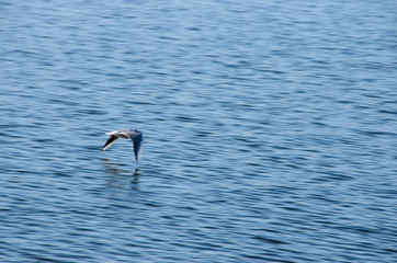 Seagull in flight over the water 3