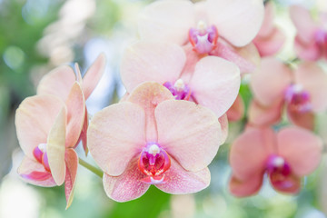 Naklejka na ściany i meble Orchid flower in garden at winter or spring day for postcard beauty and agriculture idea concept design. Phalaenopsis Orchid.
