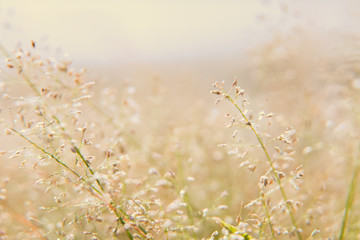 beautiful flowers of grass with warm tone for background design
