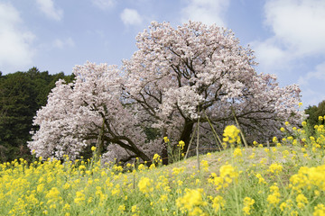 納戸料の百年桜