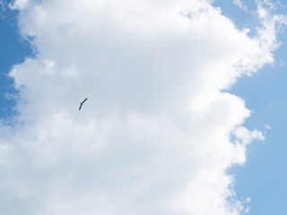 seagull flyin in the blue sky