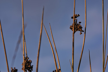 Juncus effesus - a species of rushes with faded flowers  in the setting sun