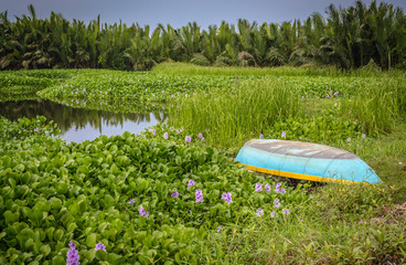 vietnamese countryside shot near hoi an city vietnam with green rice field and a pond. a blue fishing boat, flowers and palms on background