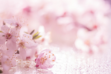 Flowers of apricot cherry close-up on a sparkling background . Delicate pink background.  Very soft selective focus.
