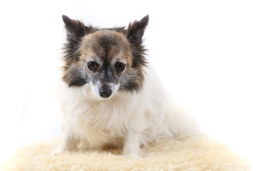 portrait of small chihuahua