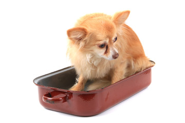 chihuahua in the pan